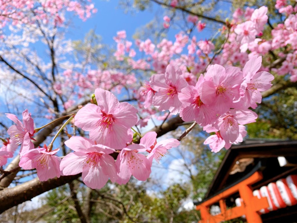 平野神社 桜 開花状況 見頃　陽光